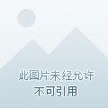 飘零的风